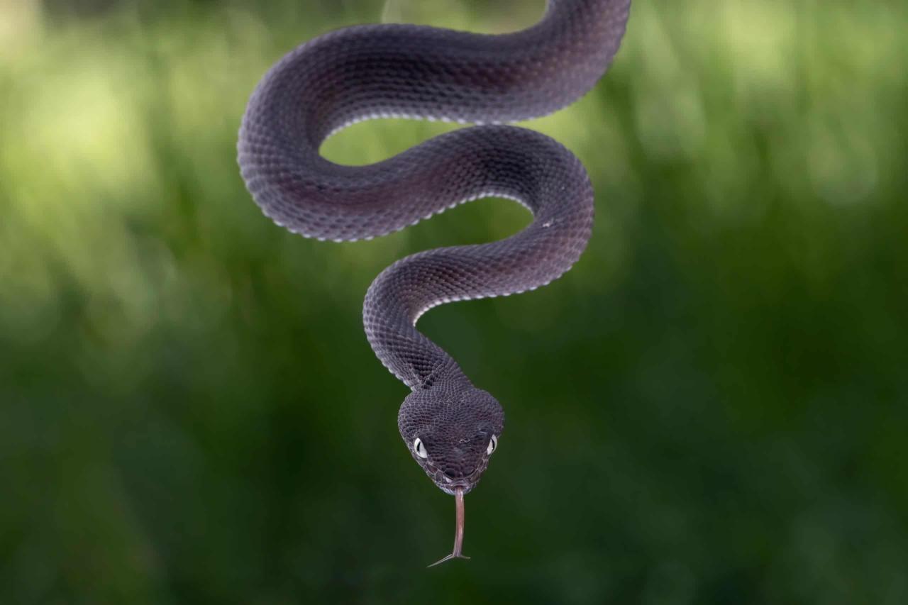 Games snake game